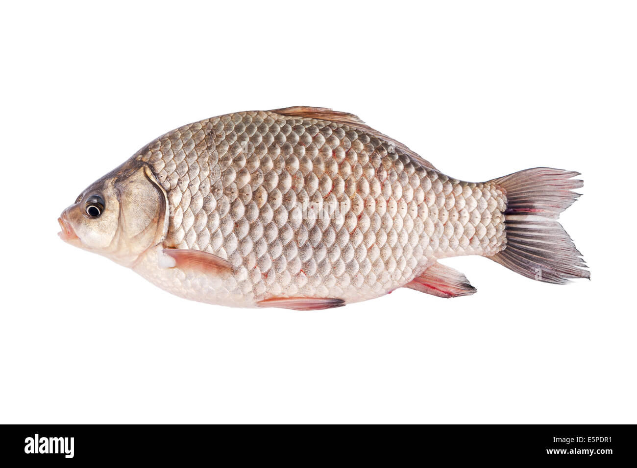 Crucian Stock Photo