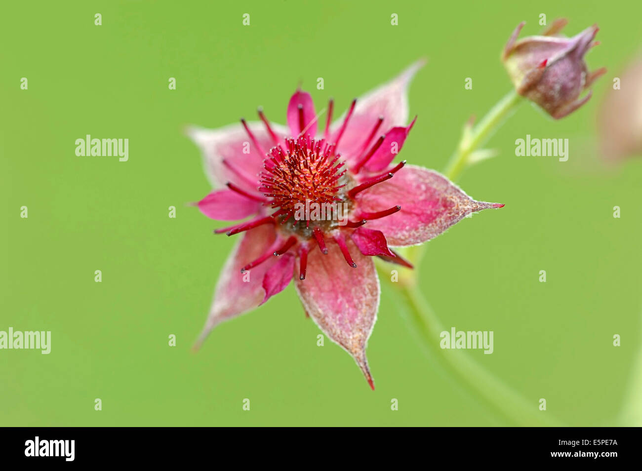 Marsh Cinquefoil (Potentilla palustris), flower, North Rhine-Westphalia, Germany Stock Photo