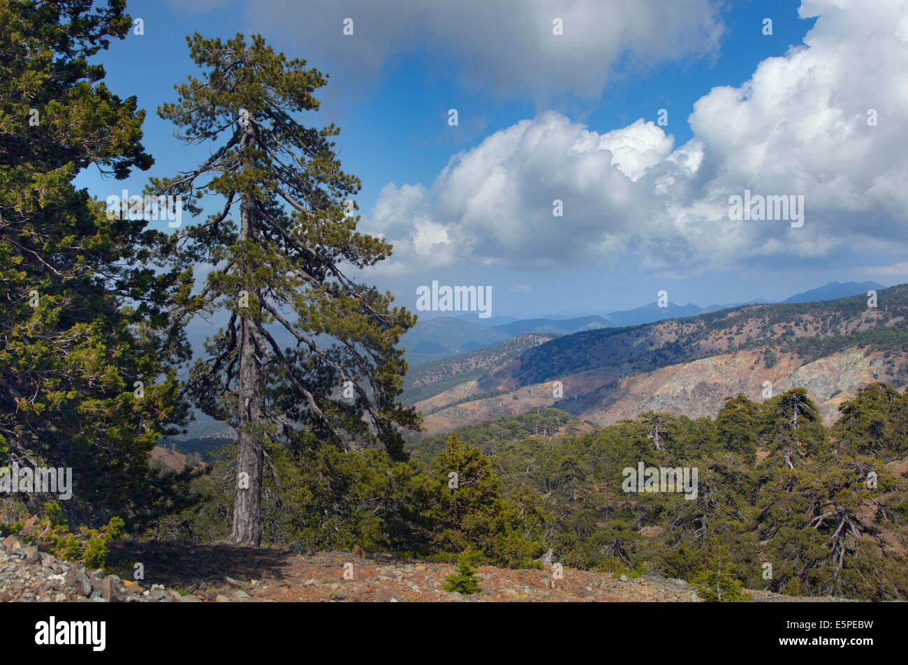 Ancient Black Pines Pinus nigra in Troodhos National Park Cyprus Stock Photo