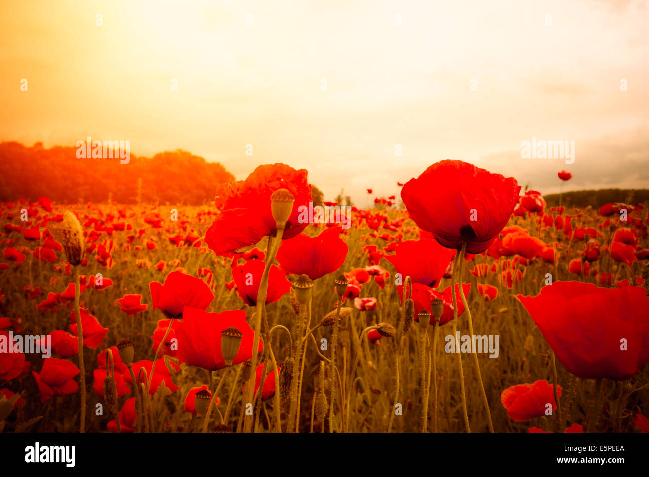Poppy flowers field against sunset hi-res stock photography and images ...