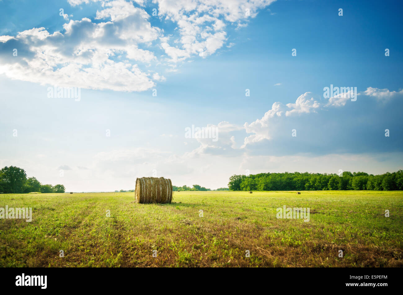 Hay bale rolls in the meadow Stock Photo - Alamy