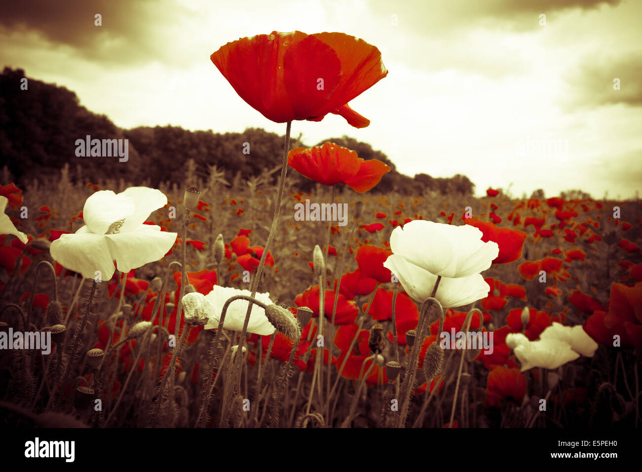 Illuminated white flowers hi-res stock photography and images - Alamy