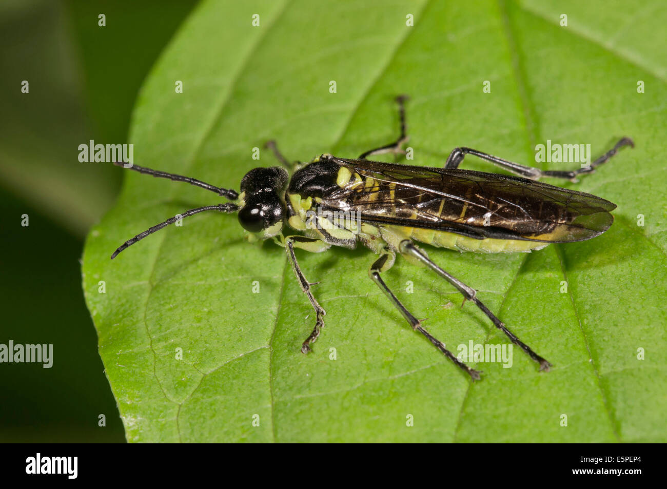 Sawfly species (Rhogogaster viridis), Baden-Württemberg, Germany Stock Photo