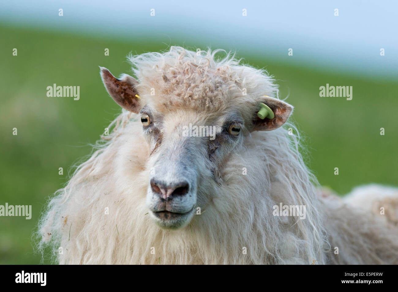 Sheep with an ear tag, Faroe Islands, Denmark Stock Photo