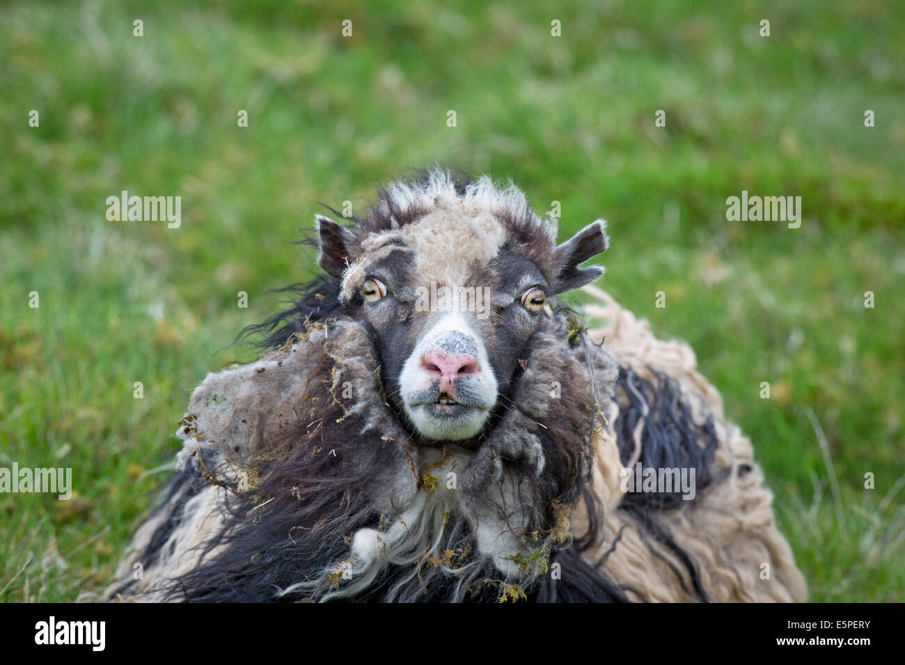 Sheep, Faroe Islands, Denmark Stock Photo