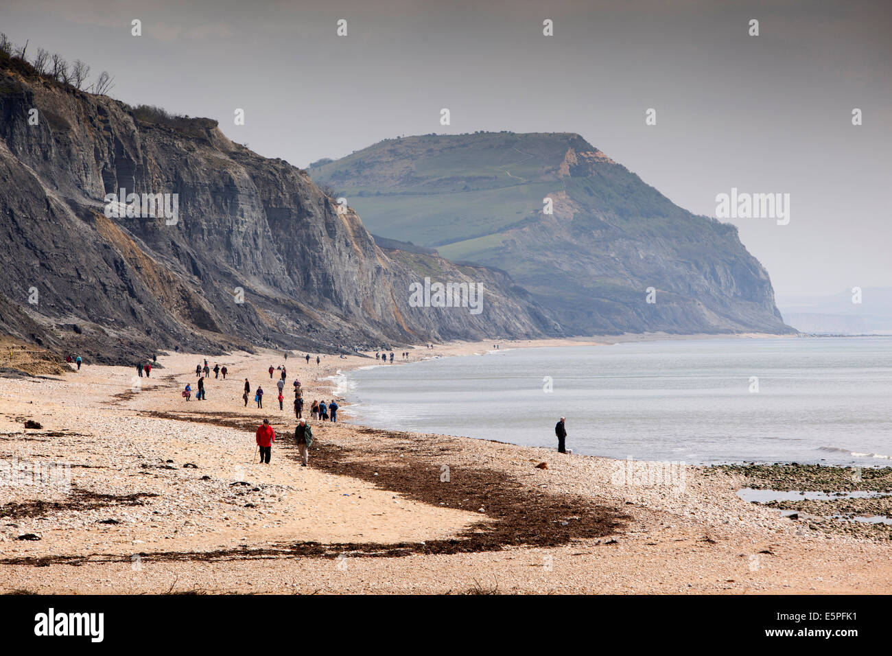 UK England, Dorset, Charmouth, fossil hunters searching on beach below the cliffs Stock Photo