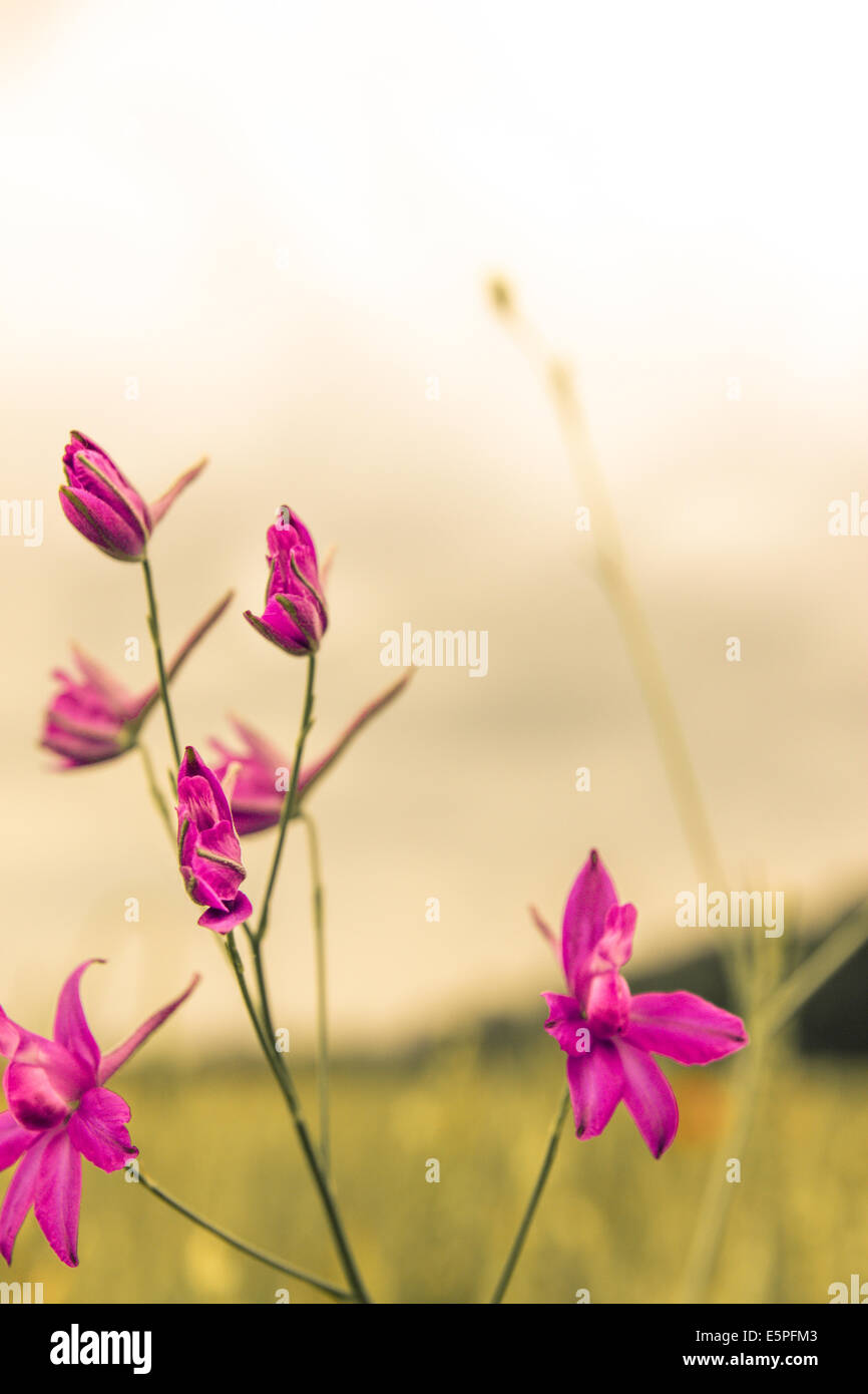 Violet flowers landscape wallpaper in misty morning on the field Stock Photo Alamy