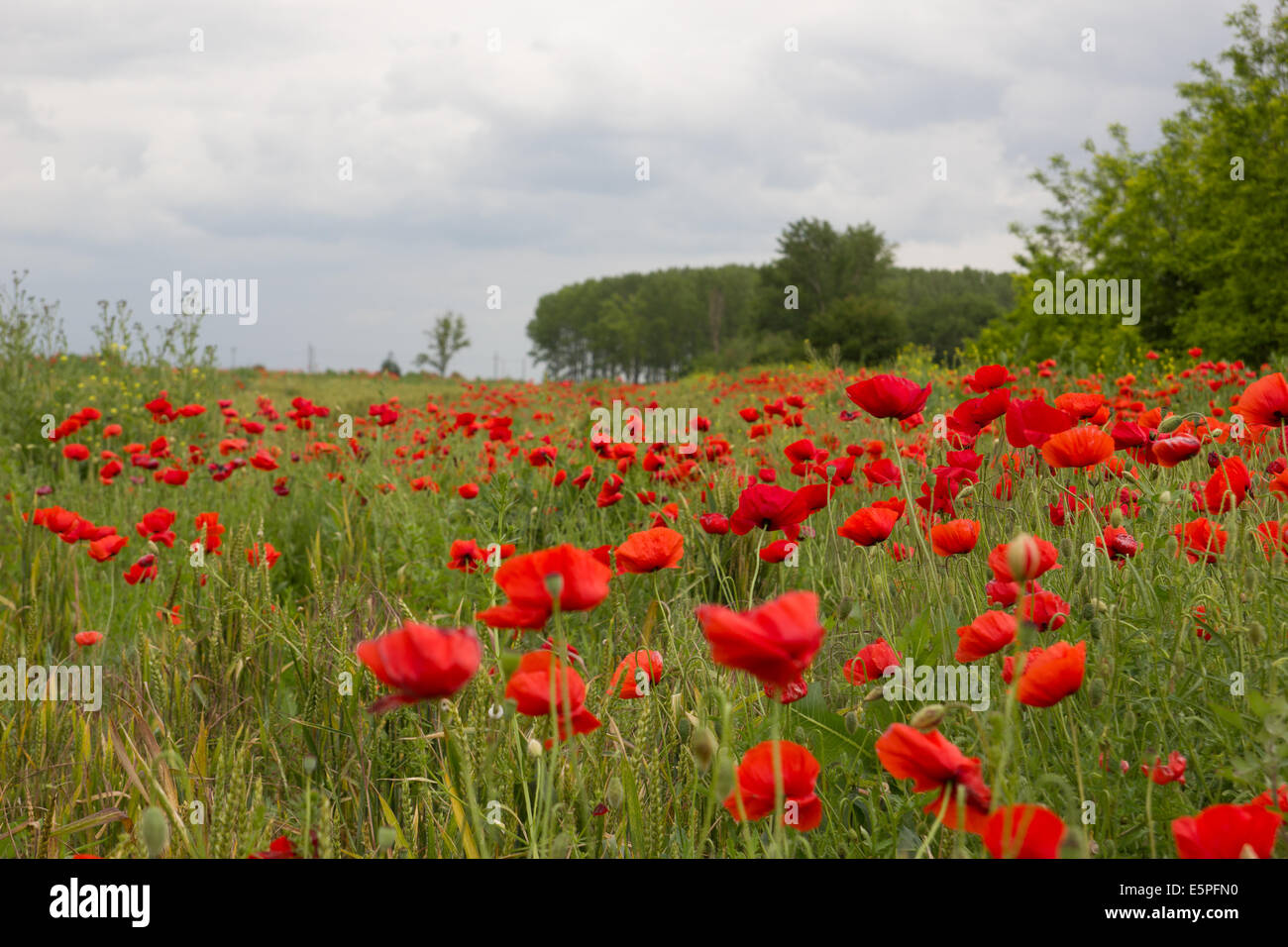 Wild flowers peaceful field with red poppies against blue sky Stock ...