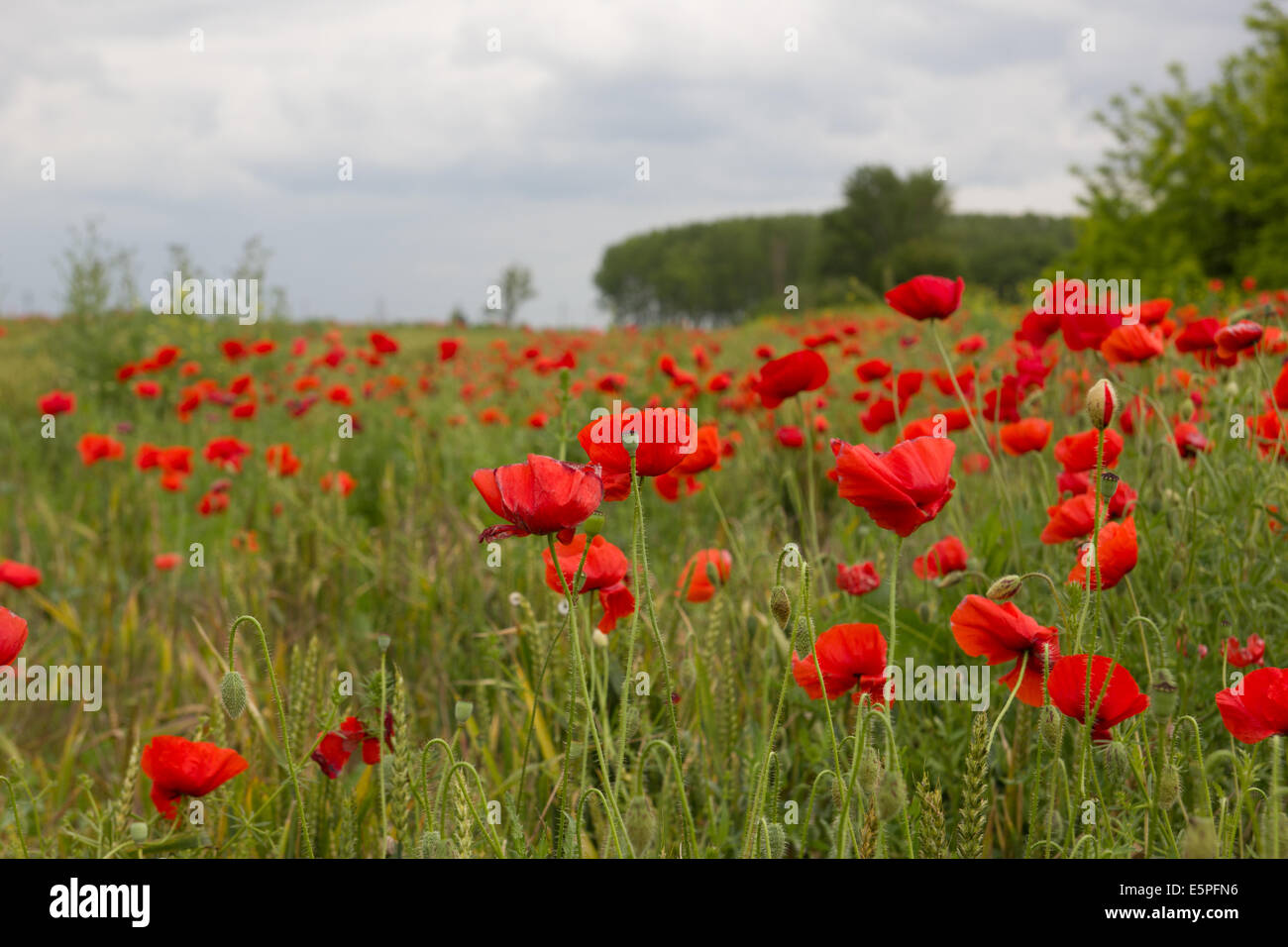 Wild flowers wheat field with red poppies and green grass Stock Photo ...