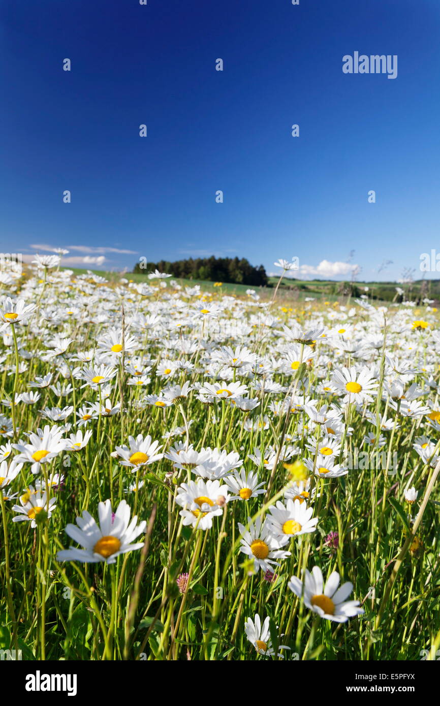 Flower meadow with marguerites (Leucanthemum vulgare), Baden Wurttemberg, Germany, Europe Stock Photo