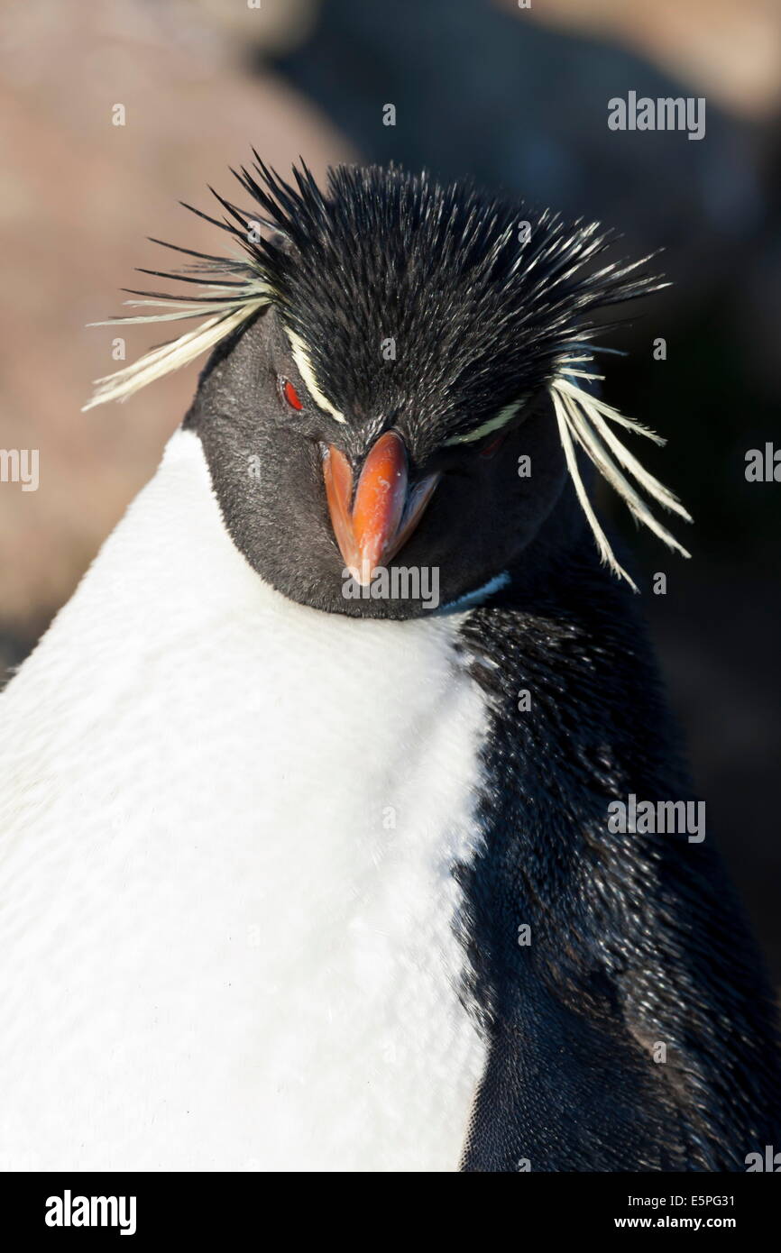 Rockhopper penguin (Eudyptes chrysocome) portrait, the Neck, Saunders Island, Falkland Islands, South America Stock Photo