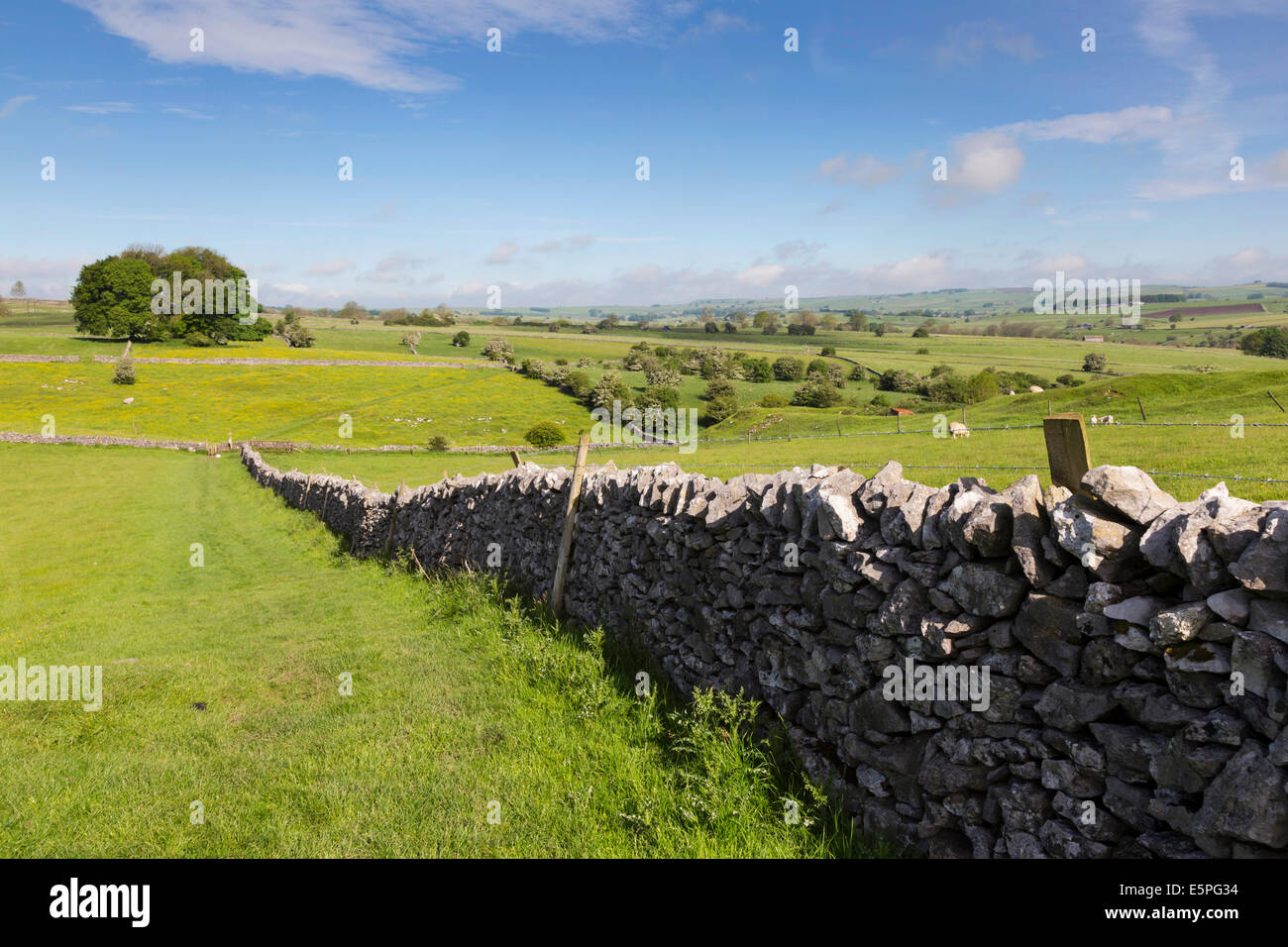 Dry stone wall, farmers fields and a copse of trees, Limestone Way, Peak District National Park, Derbyshire, England, UK Stock Photo