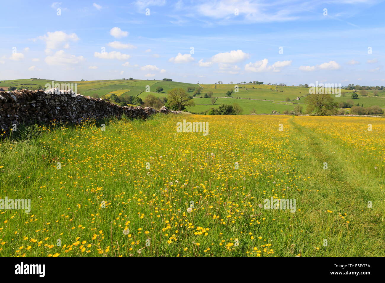 Path through the buttercups and green hills, Peak District National Park, Staffordshire, England, Untied Kingdom Stock Photo