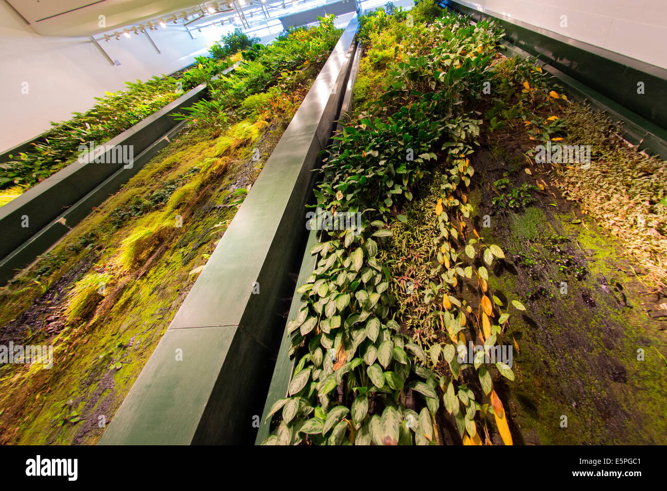 Vertical garden (living wall) designed by Patrick Blanc at the Dussman