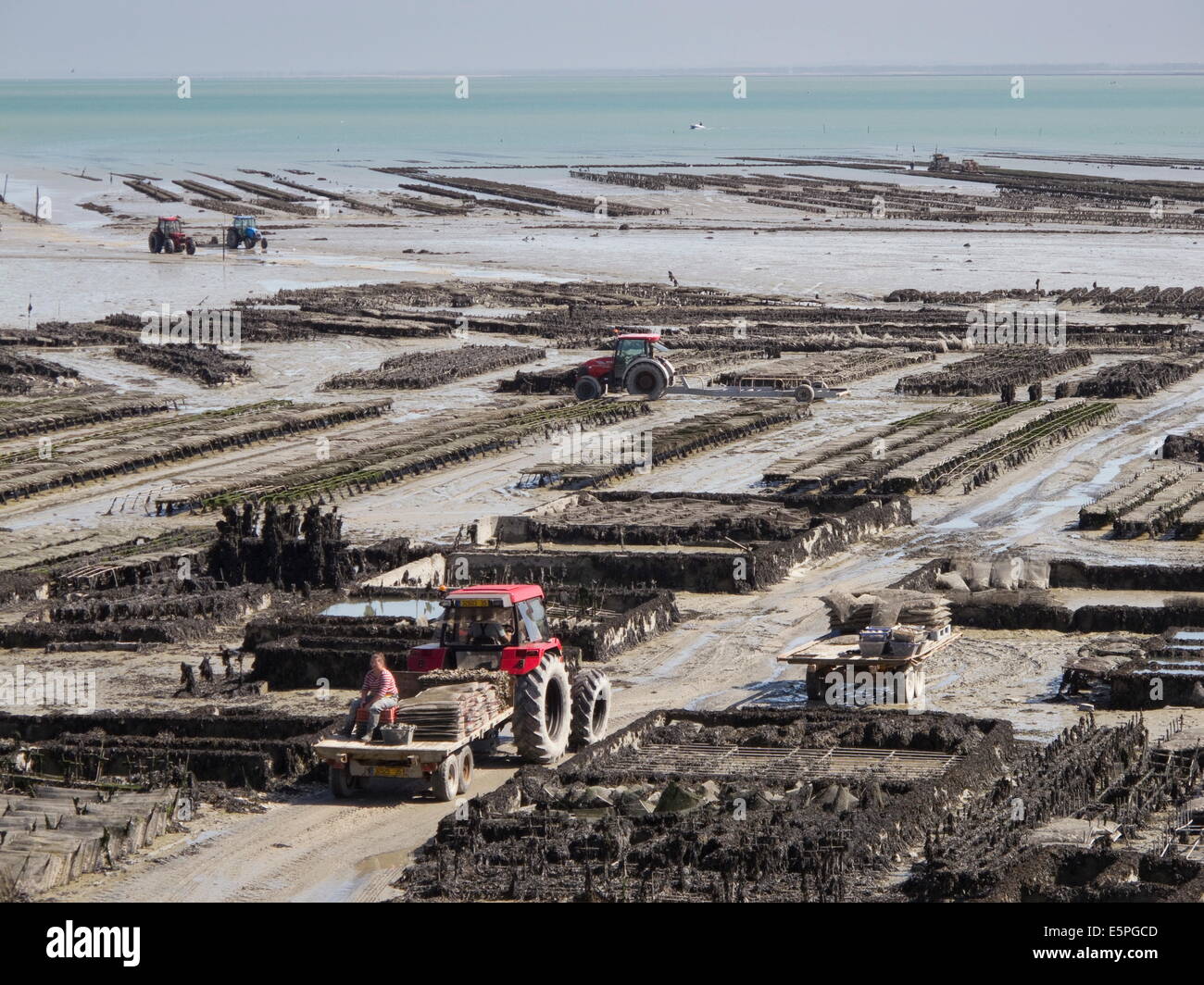 Oyster beds at low tide with tractors and harvesters, Cancale, Brittany, France, Europe Stock Photo