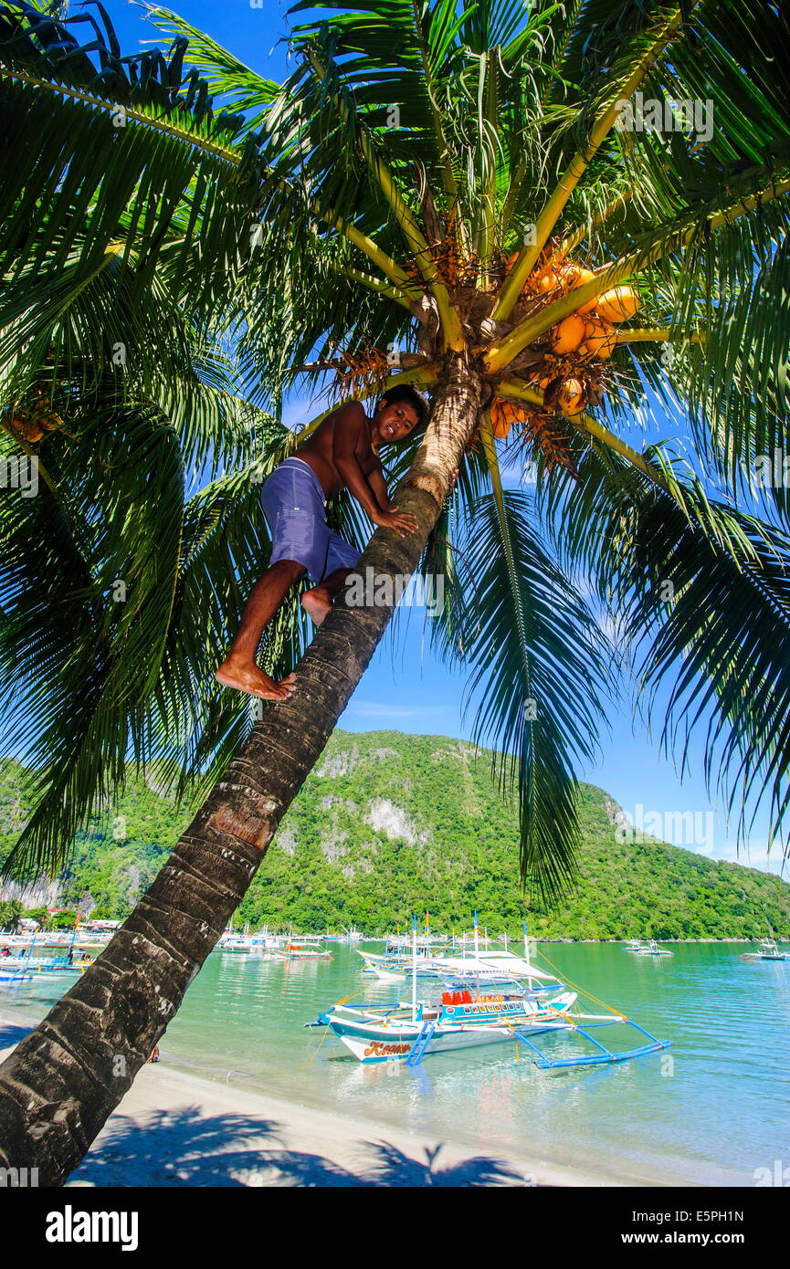 Man climbing on a coconut tree, El Nido, Bacuit Archipelago, Palawan, Philippines, Southeast Asia, Asia Stock Photo