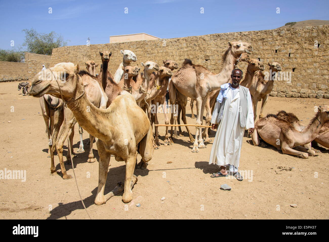 Man presenting his camels for sale at the camel market of Keren, Eritrea,  Africa Stock Photo - Alamy