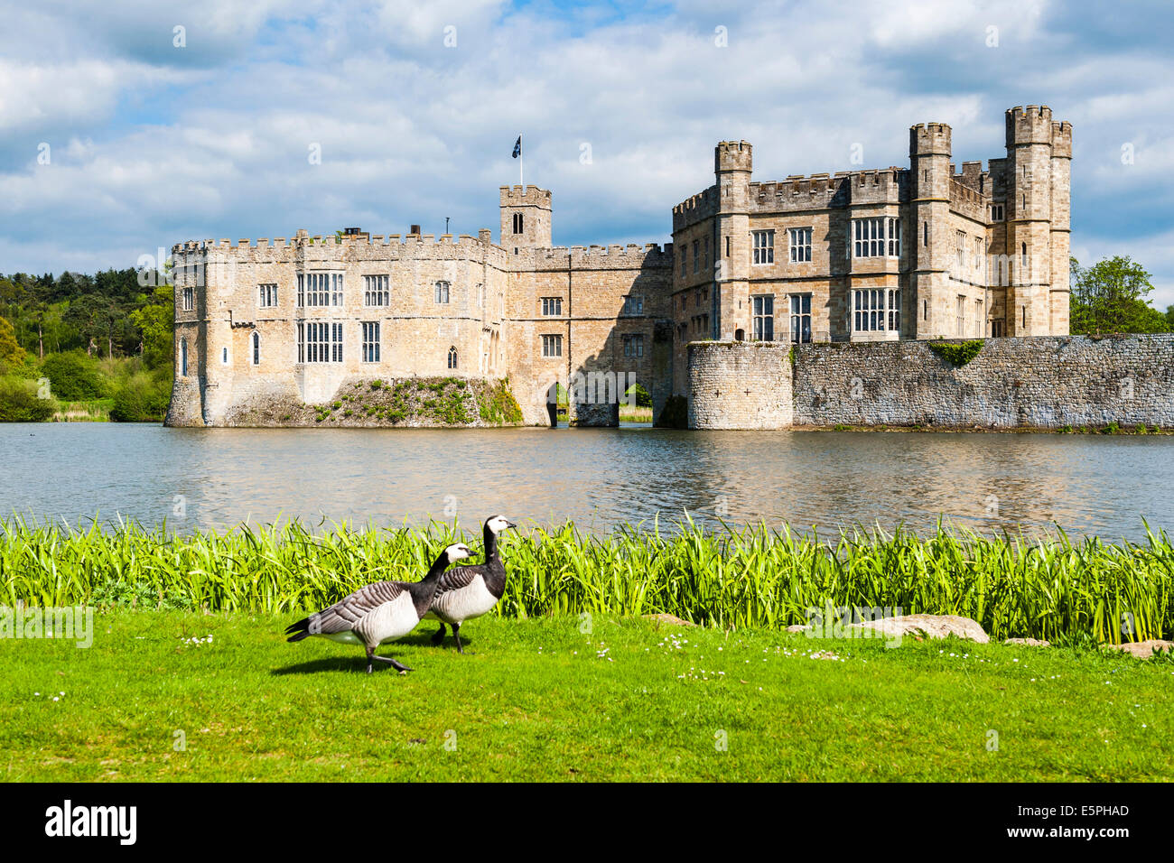 Geese at Leeds Castle, Maidstone, Kent, England, United Kingdom, Europe Stock Photo