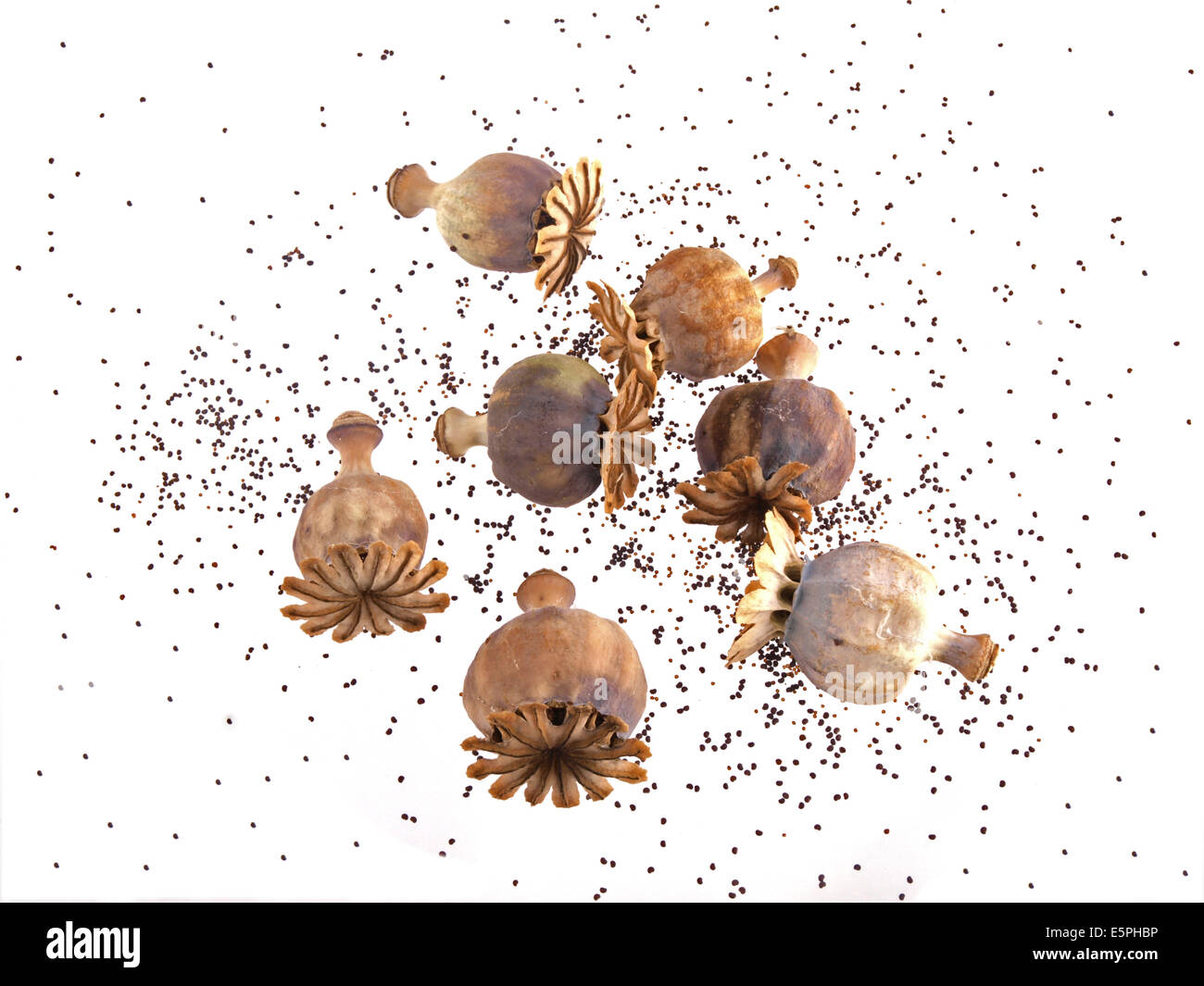 Poppy head and seeds on a white background. Stock Photo