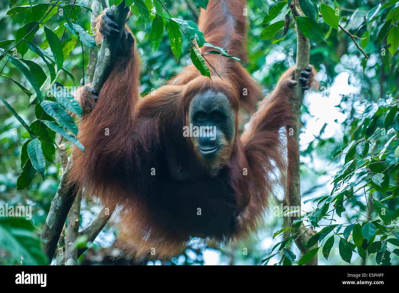 Huge male Sumatran orangutan (Pongo abelii), Bukit Lawang Orang Utan Rehabilitation station, Sumatra, Indonesia Stock Photo