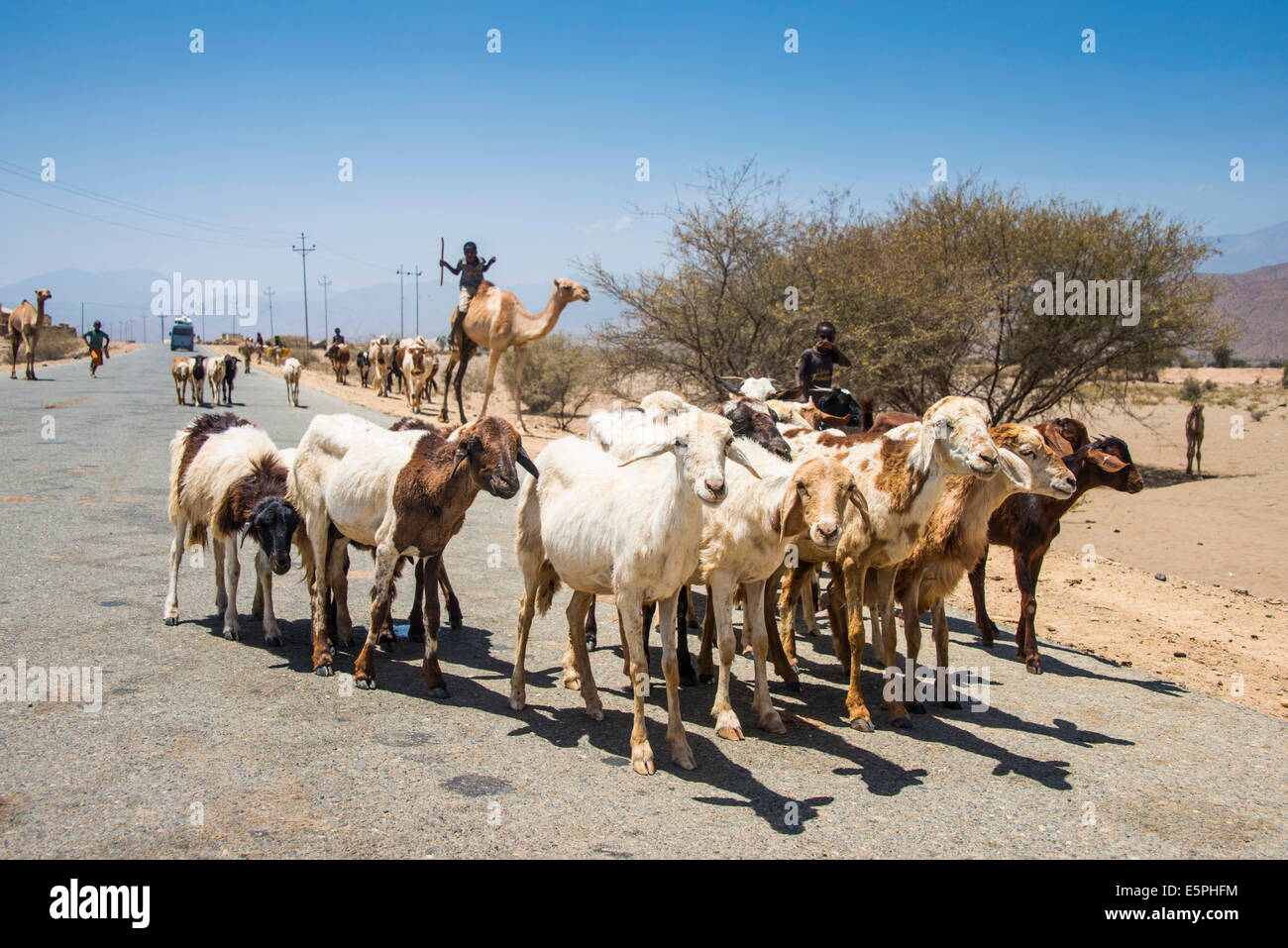 Herds of animals walking in the lowlands of Eritrea, Africa Stock Photo
