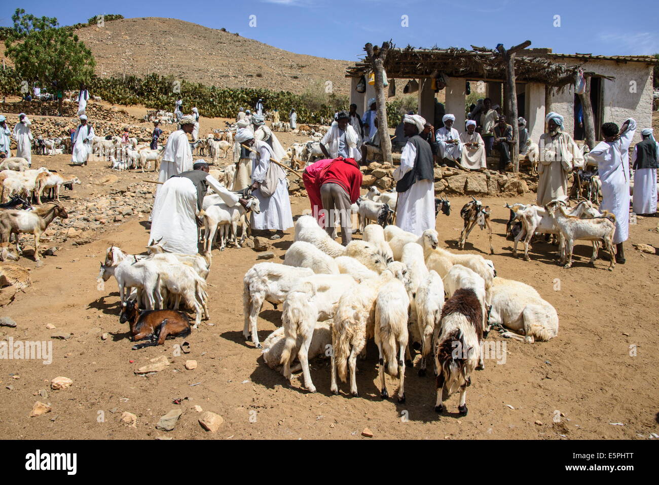 The Monday animal market of Keren, Eritrea, Africa Stock Photo