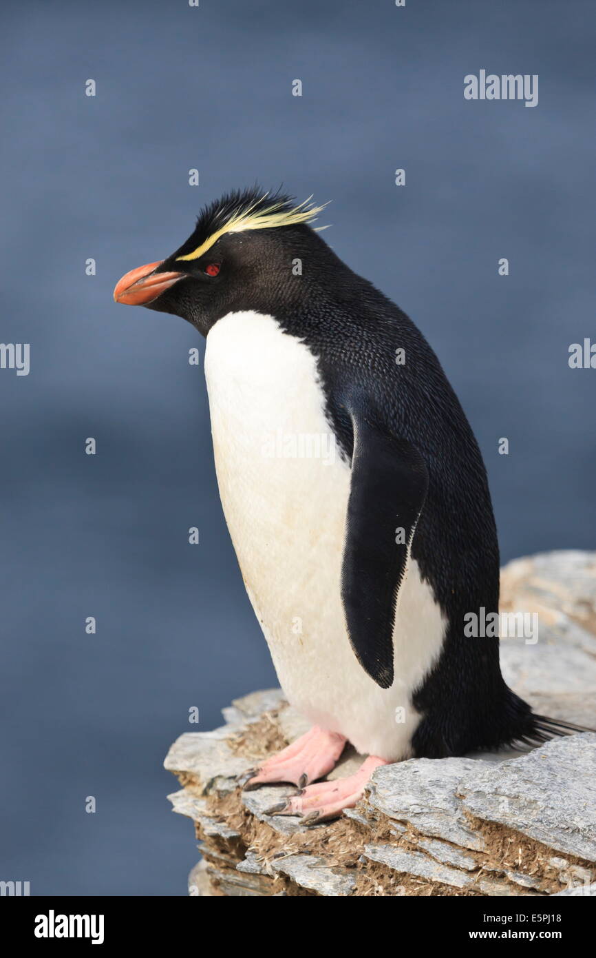 Rockhopper penguin (Eudyptes chrysocome) poses on a rock, Rockhopper Point, Sea Lion Island, Falkland Islands, South America Stock Photo