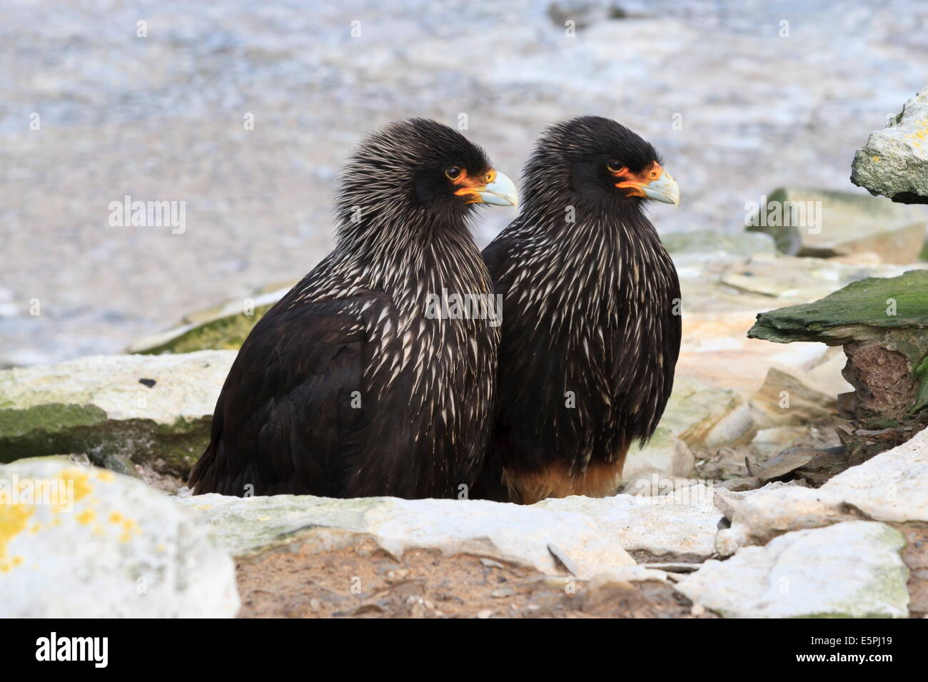Pair of Striated caracaras behind a rock at Rockhopper Point, Sea Lion Island, Falkland Islands, South Atlantic Stock Photo