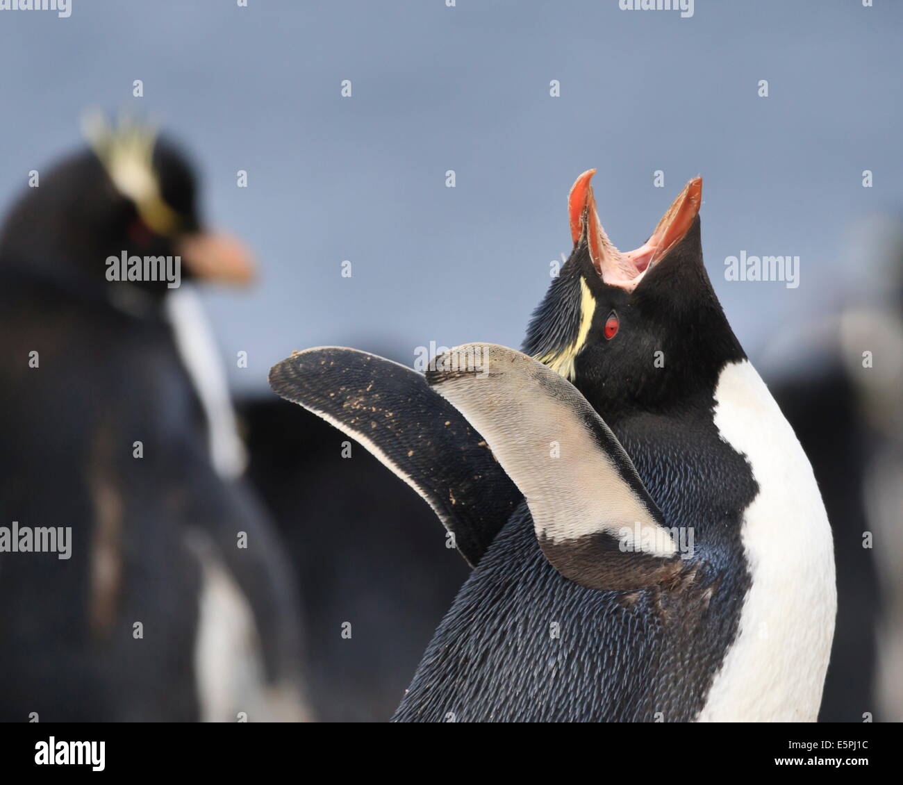 Rockhopper penguin (Eudyptes chrysocome) vocalisation, Rockhopper Point, Sea Lion Island, Falkland Islands, South America Stock Photo