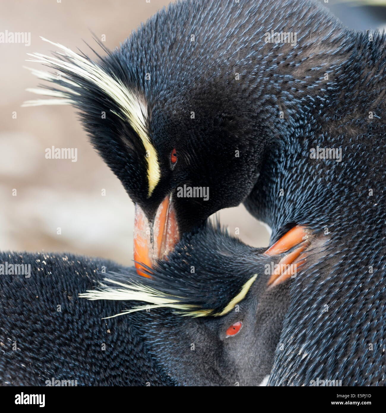 Rockhopper penguin (Eudyptes chrysocome) mutual preening behaviour, Rockhopper Point, Sea Lion Island, Falkland Islands Stock Photo