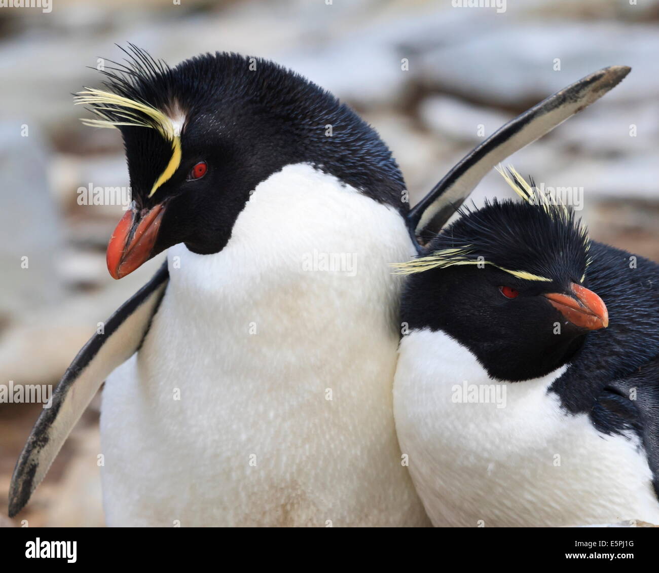 Rockhopper penguin (Eudyptes chrysocome) courtship behaviour, Rockhopper Point, Sea Lion Island, Falkland Islands, South America Stock Photo
