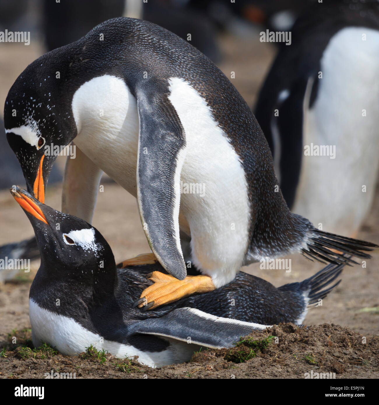 Rockhopper penguins (Eudyptes chrysocome) mate during breeding season, Sea Lion Island, Falkland Islands, South America Stock Photo