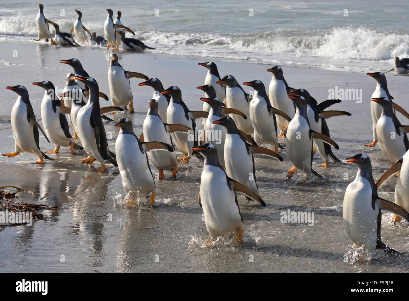 Large group of penguins hi-res stock photography and images - Alamy Large group of penguins hi-res stock photography and images - Alamy