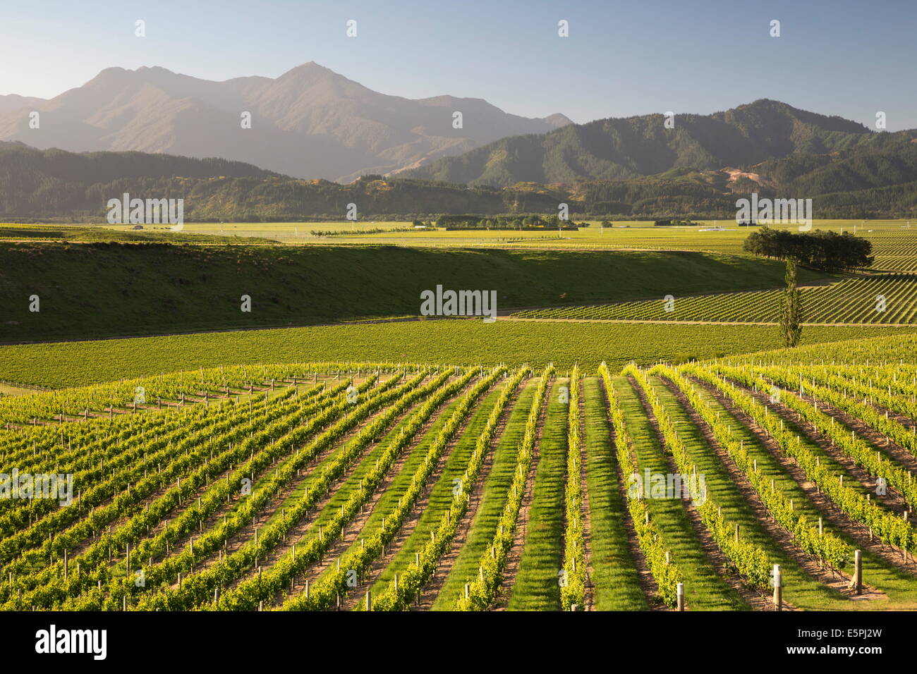 Vineyards along Delta Lake Heights Road, Renwick, near Blenheim, Marlborough region, South Island, New Zealand, Pacific Stock Photo