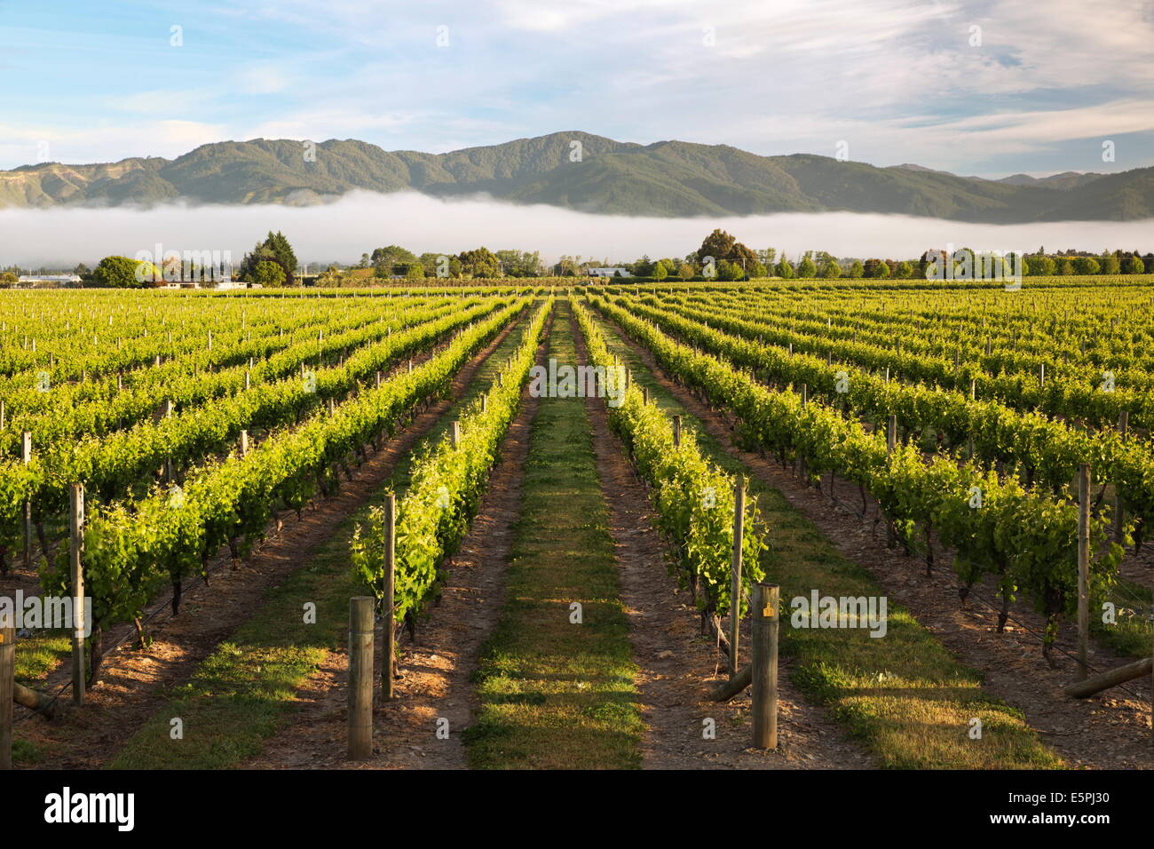 Vineyards in morning mist, Renwick, near Blenheim, Marlborough region, South Island, New Zealand, Pacific Stock Photo
