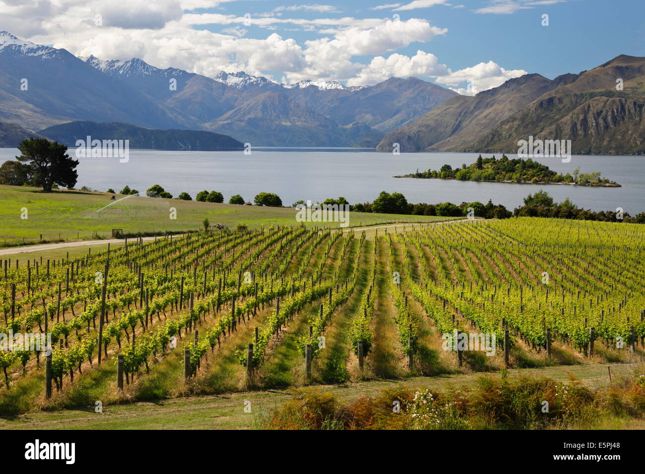 Rippon Vineyard on Lake Wanaka, Wanaka, Otago, South Island, New Zealand, Pacific Stock Photo