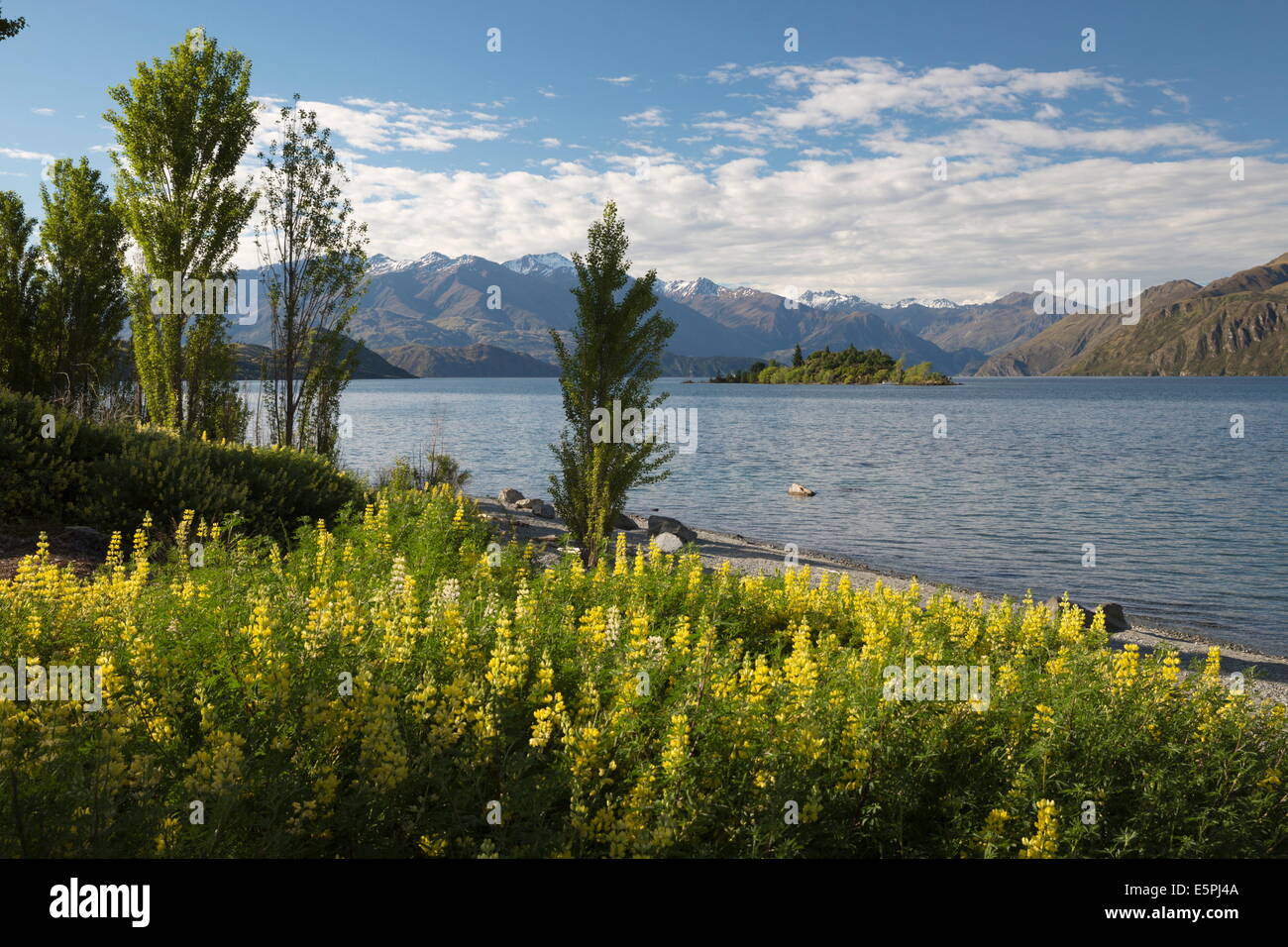 Spring flowers on Lake Wanaka, Wanaka, Otago, South Island, New Zealand, Pacific Stock Photo