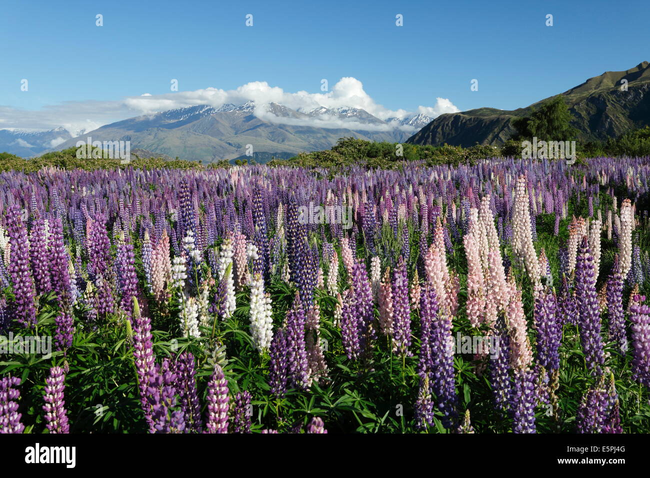 Field of lupins along Beacon Point Road, Wanaka, Otago, South Island, New Zealand, Pacific Stock Photo