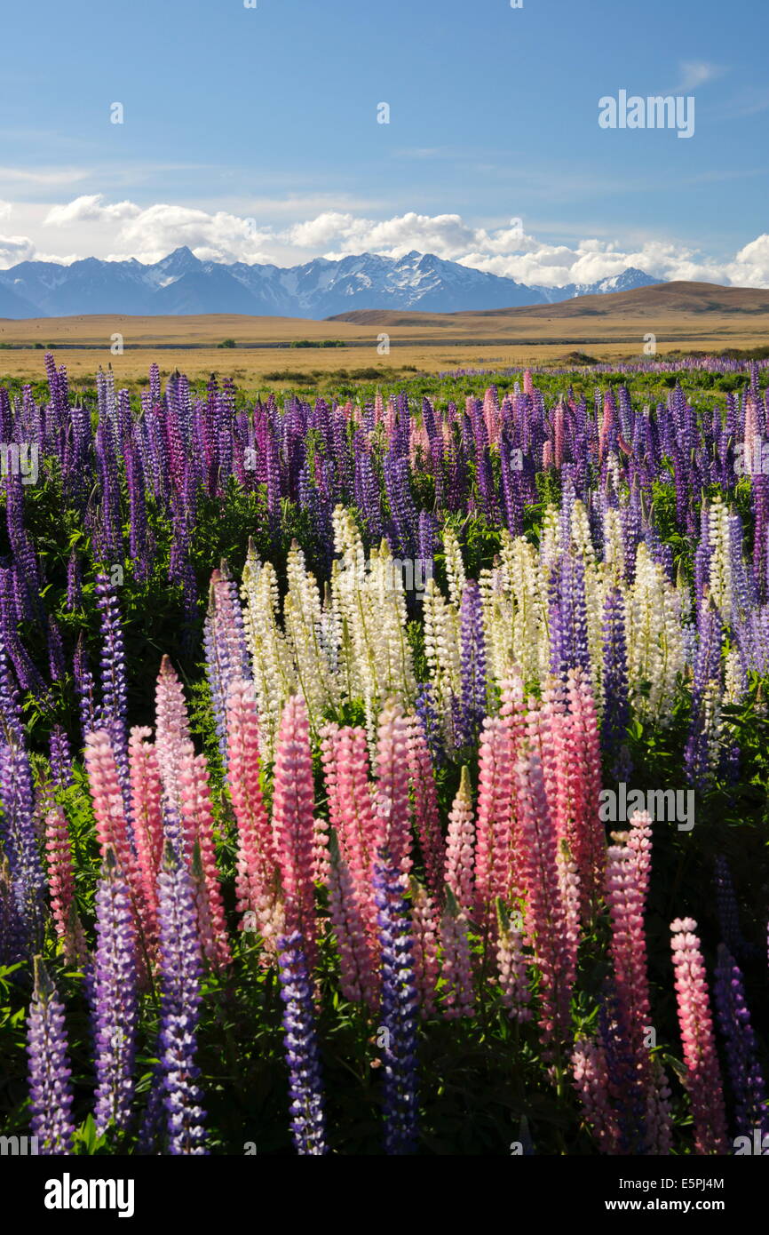 Field of lupins with Southern Alps behind, near Lake Tekapo, Canterbury region, South Island, New Zealand, Pacific Stock Photo