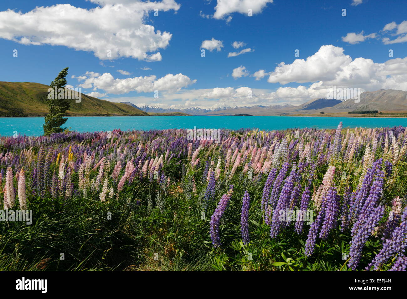 Lupins beside lake, Lake Tekapo, Canterbury region, South Island, New Zealand, Pacific Stock Photo