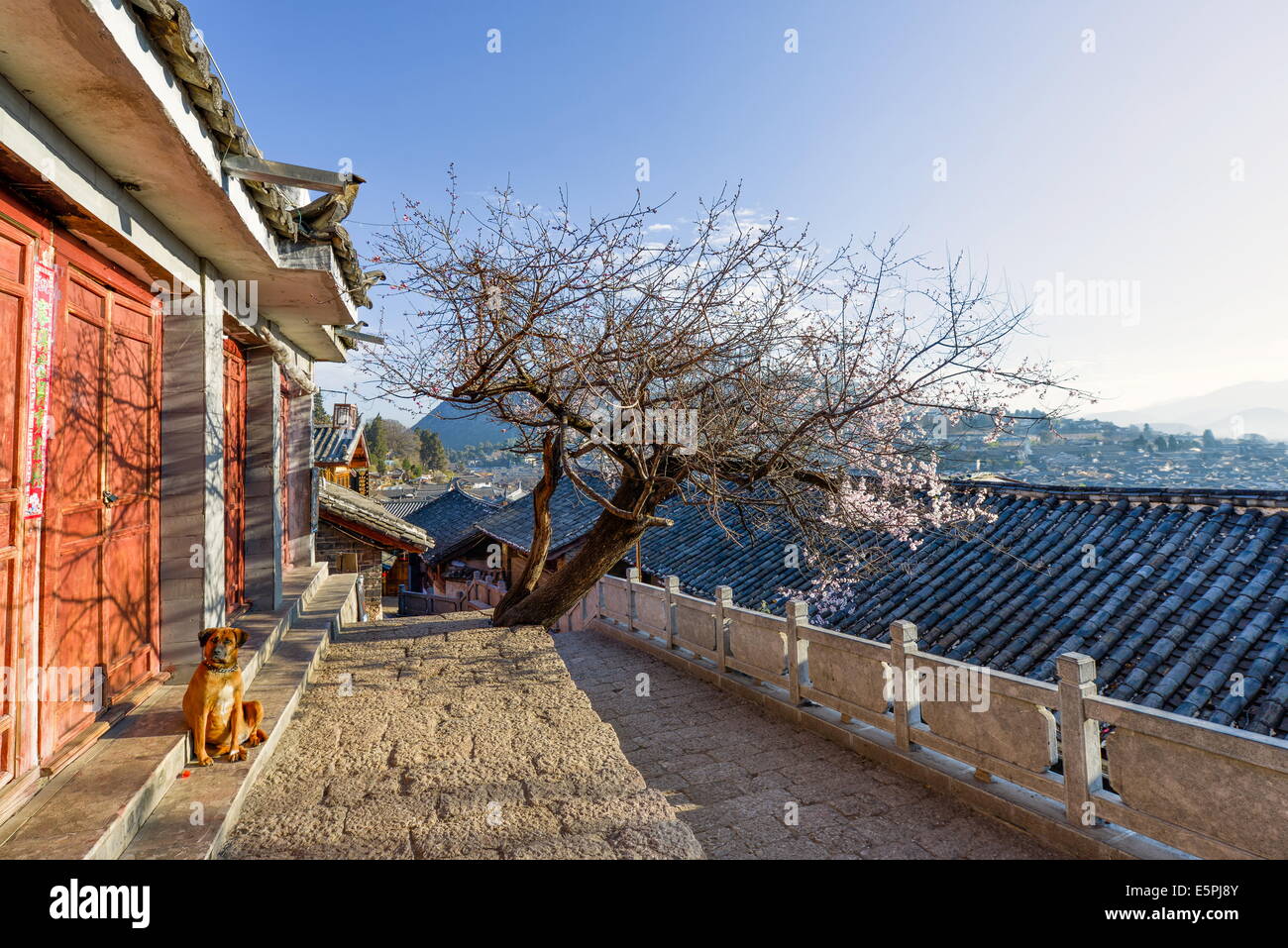 Dog sitting in the sun, with plum tree and Lijiang roofs, Lijiang, Yunnan, China, Asia Stock Photo