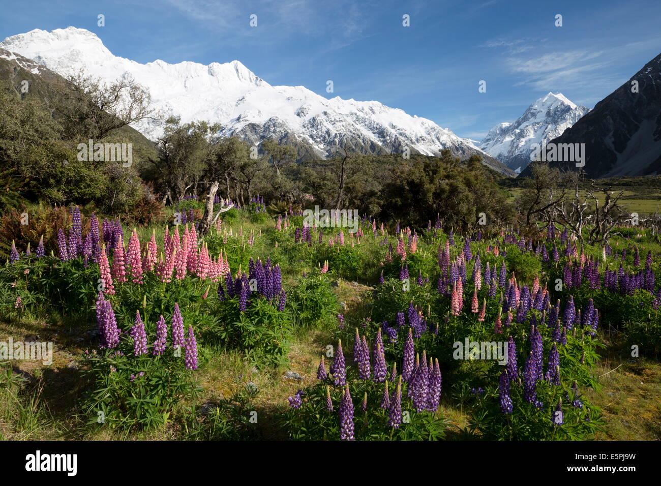 Lupins and Mount Cook, Mount Cook Village, Mount Cook National Park, UNESCO Site, Canterbury region, South Island, New Zealand Stock Photo