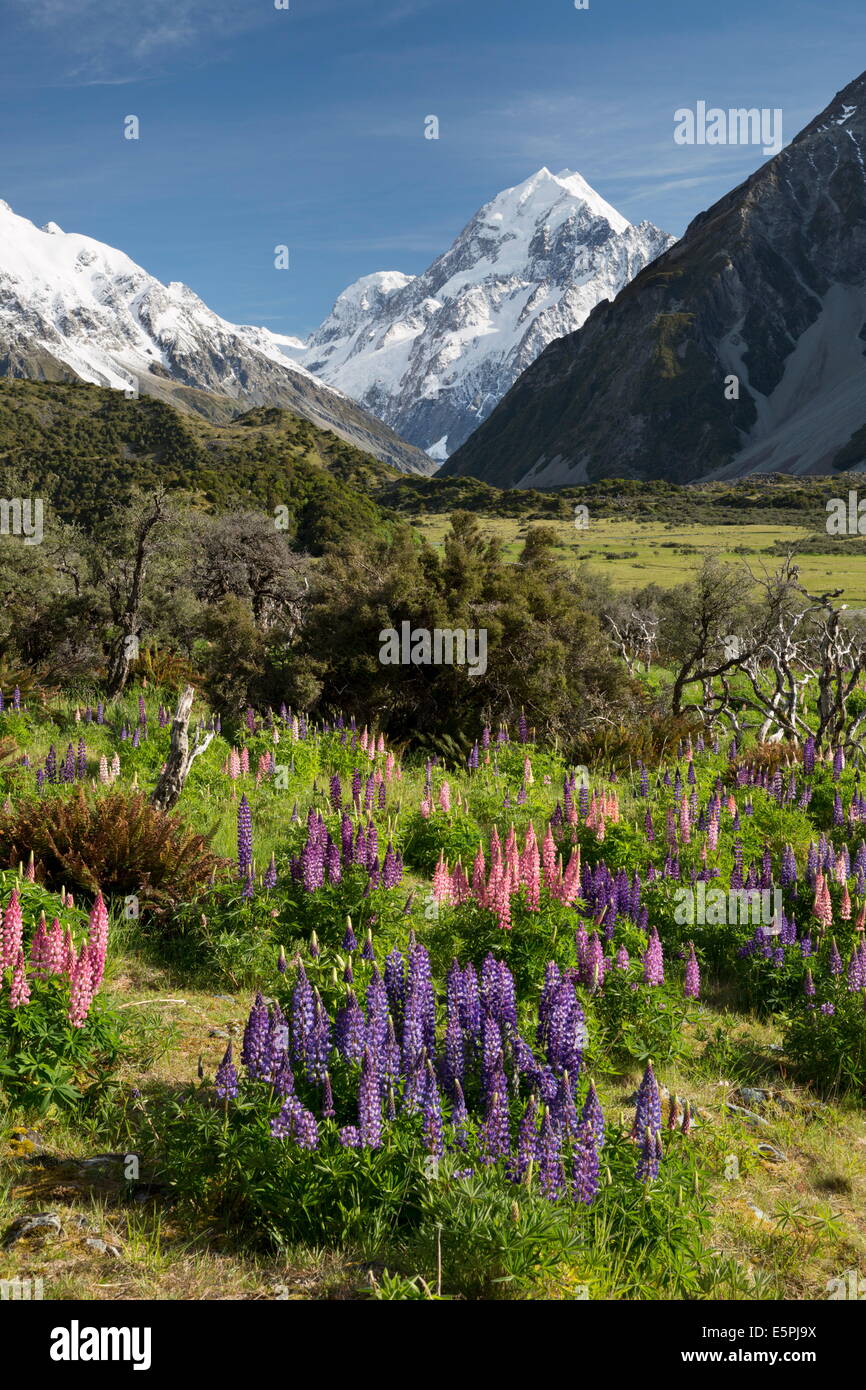 Lupins and Mount Cook, Mount Cook Village, Mount Cook National Park, UNESCO Site, Canterbury region, South Island, New Zealand Stock Photo