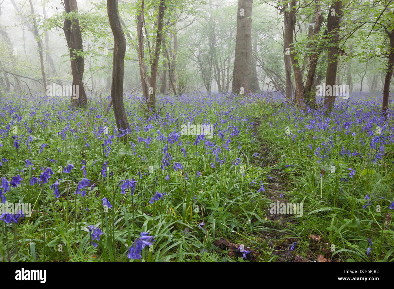 Bluebell wood in morning mist, Lower Oddington, Cotswolds, Gloucestershire, United Kingdom, Europe Stock Photo