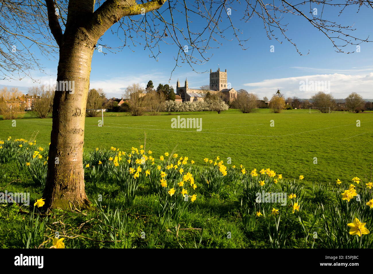 Tewkesbury Abbey with daffodils, Tewkesbury, Gloucestershire, England, United Kingdom, Europe Stock Photo