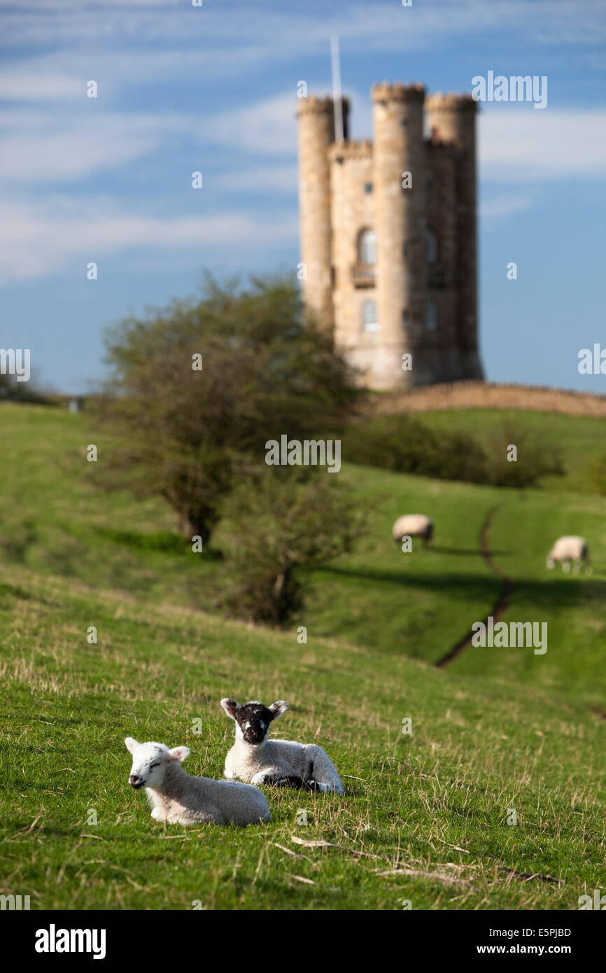 Spring lambs below Broadway Tower, Broadway, Cotswolds, Worcestershire, England, United Kingdom, Europe Stock Photo