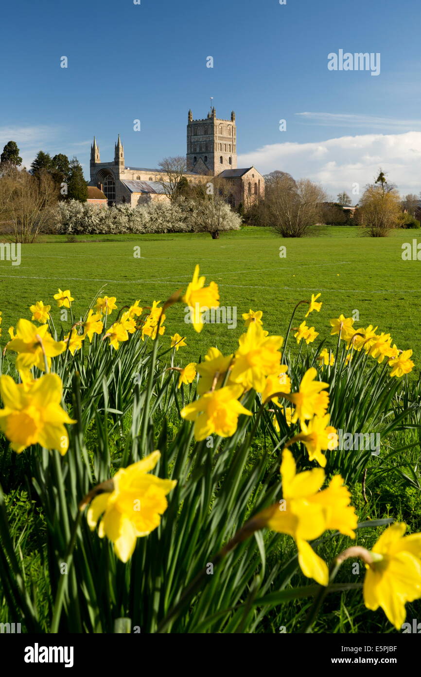 Tewkesbury Abbey with daffodils, Tewkesbury, Gloucestershire, England, United Kingdom, Europe Stock Photo