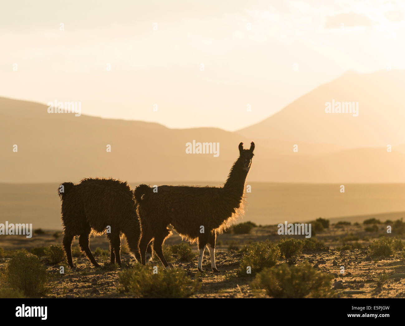 Llamas at dusk, Villa Alota, Southern Altiplano, Bolivia, South America Stock Photo