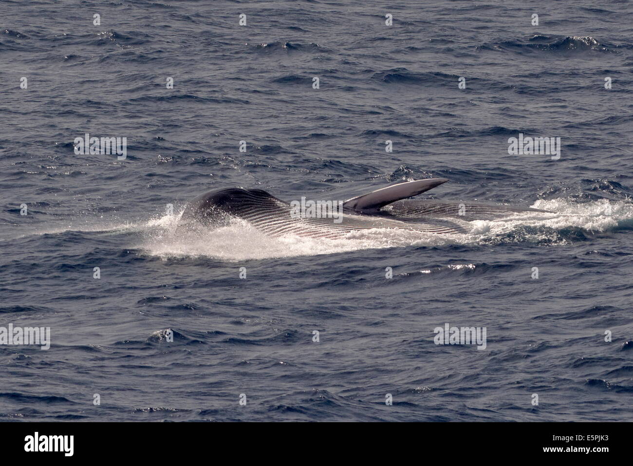 Lunge-feeding fin whale (Balaenoptera physalus) showing distended throat grooves, Northeast Atlantic, off Morocco, North Africa Stock Photo