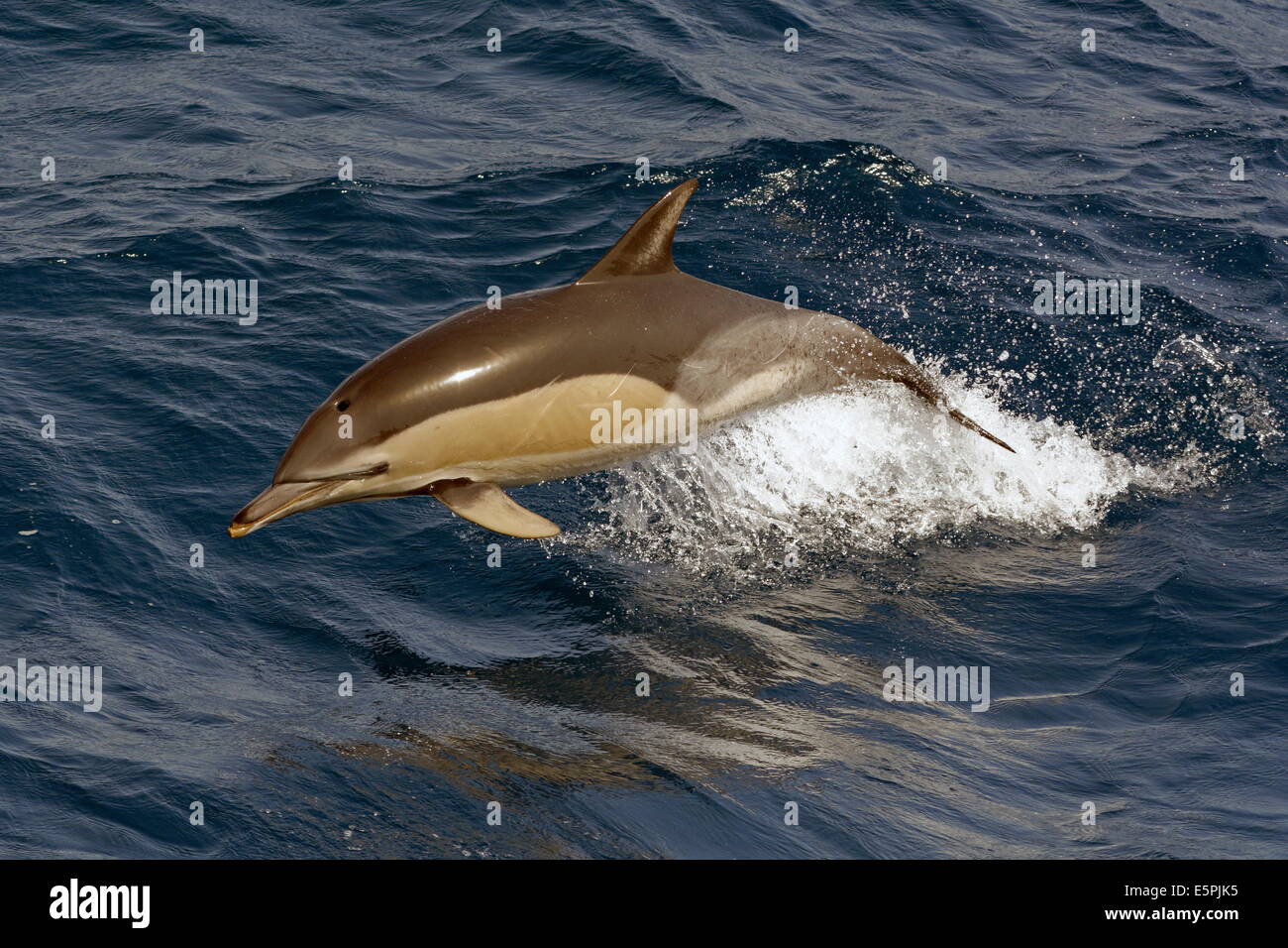 Short-beaked common dolphin (Delphinus delphis) porpoising clear of the water, Northeast Atlantic, offshore Morocco Stock Photo